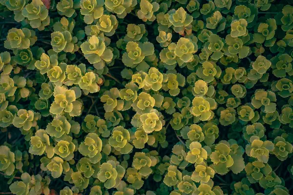 上から美しい緑の植物 背景に最適です — ストック写真