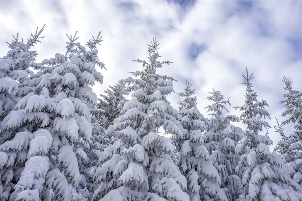 Låg Vinkel Skott Gran Träd Täckt Med Snö — Stockfoto