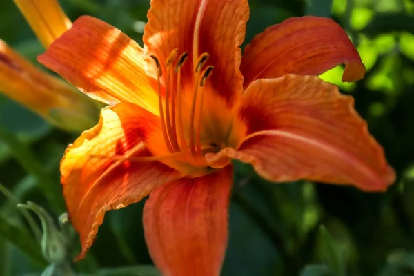 Ett Makro Skott Blommig Orange Lilja Med Gröna Blad Bakgrunden — Stockfoto