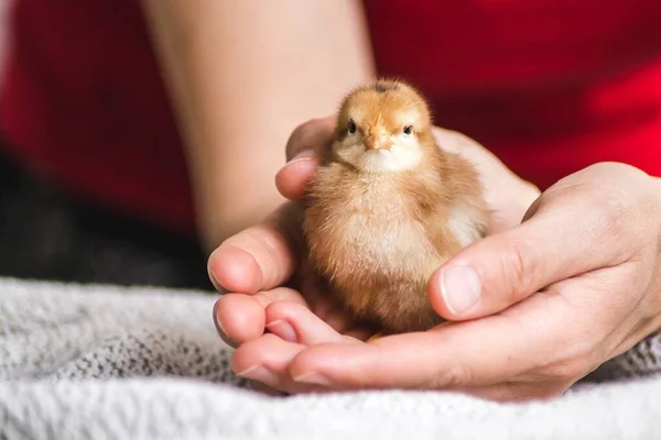 Primer Plano Una Persona Sosteniendo Pollito Marrón Sobre Paño Con —  Fotos de Stock