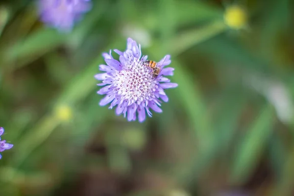 Colpo Messa Fuoco Superficiale Bel Fiore Vibrante Uno Sfondo Estetico — Foto Stock