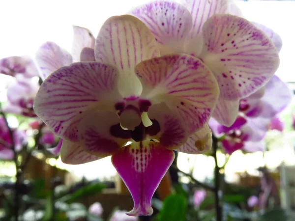 Tiro Close Das Flores Bonitas Florescidas Dos Orchids — Fotografia de Stock