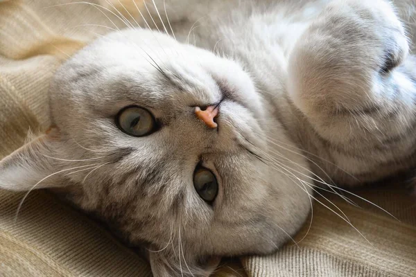 British Shorthair White Silver Cat Playfully Lay Bad Look Camera — Stock Photo, Image