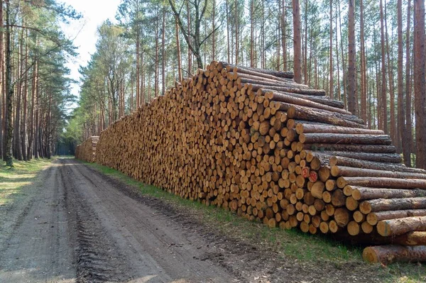 Ein Großer Haufen Baumstämme Wald Gestapelt — Stockfoto