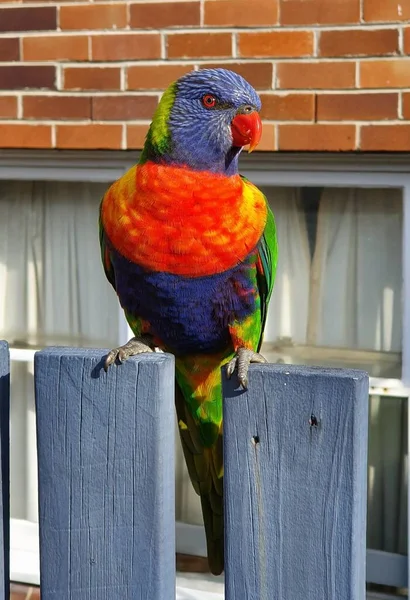 Egy Függőleges Felvétel Egy Loriini Papagájról Kerítésen — Stock Fotó