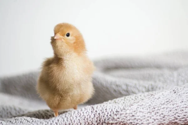 Closeup Shot Brown Chick Cloth — Stock Photo, Image