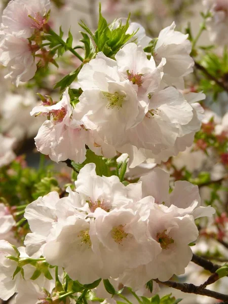 Plan Vertical Fleurs Fleurs Cerisier Fleurs Parfait Pour Mobile — Photo