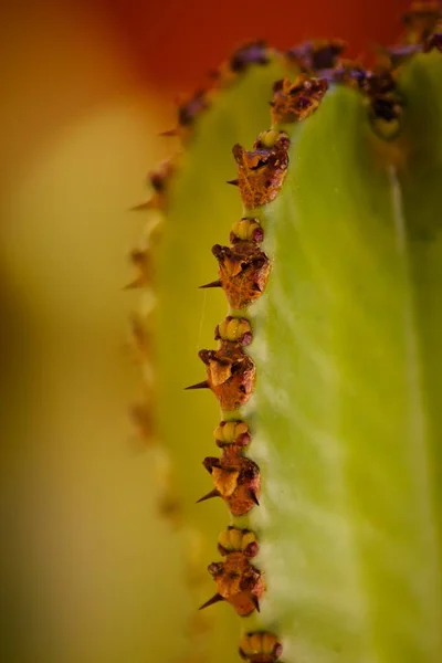 Primer Plano Planta Ammak Euforbia Sobre Fondo Borroso —  Fotos de Stock