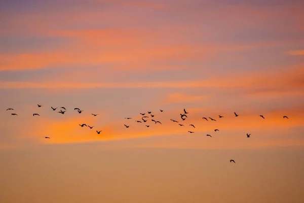 Een Groep Vogels Die Tijdens Zonsondergang Prachtige Lucht Vliegen — Stockfoto