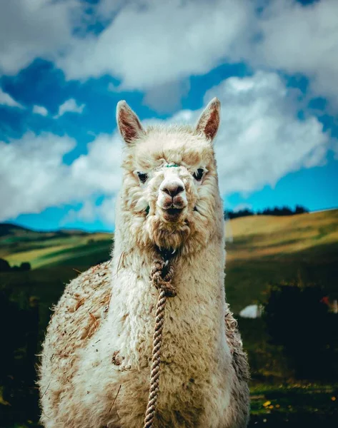 Vertikal Bild Bedårande Lama Som Står Blå Himmel Med Gröna — Stockfoto