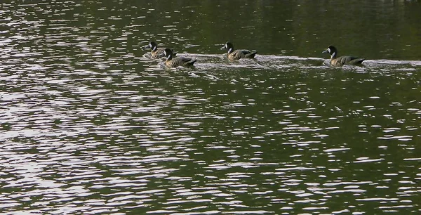 一群鸭子在湖中游泳时拍的一张高角照片 — 图库照片