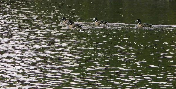 Colpo Angolo Alto Gruppo Anatre Che Nuotano Nel Lago — Foto Stock