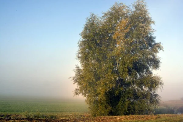 Uma Árvore Cercada Névoa Paisagem Verde — Fotografia de Stock