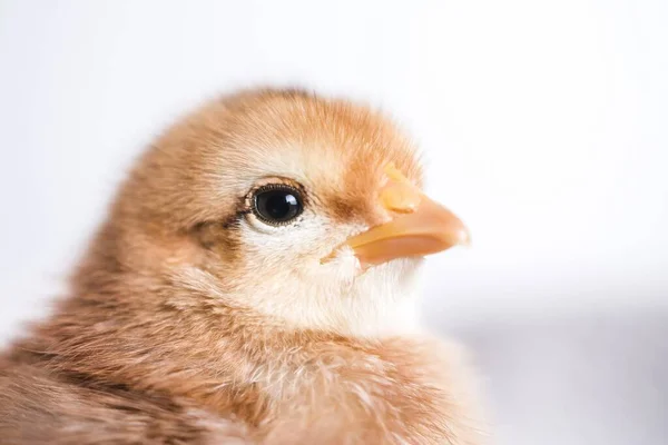 Gros Plan Poussin Brun Sur Tissu Avec Fond Blanc — Photo