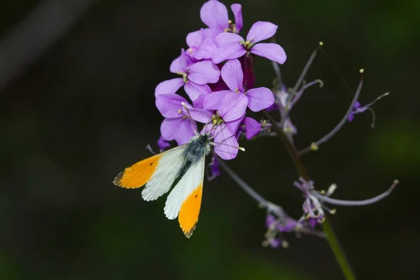 紫色の蓮の花に座っているオレンジ色の先端蝶のマクロクローズアップショット — ストック写真