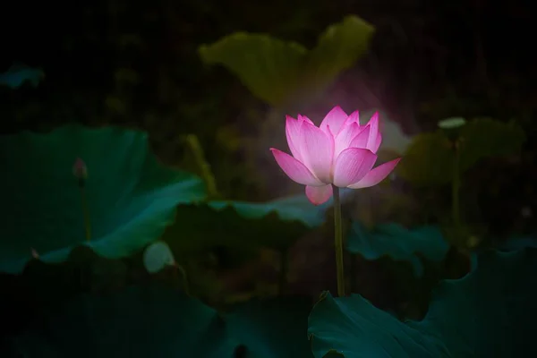 美しい神聖な蓮の花の浅いフォーカスショット — ストック写真