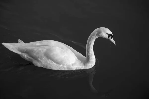 Gråskala Hög Vinkel Skott Svan Som Simmar Sjö — Stockfoto