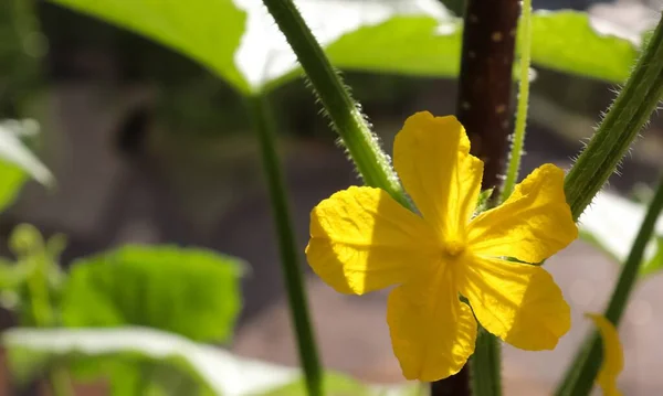 Primer Plano Una Flor Pepino Amarillo Brillante Con Verde Fondo — Foto de Stock