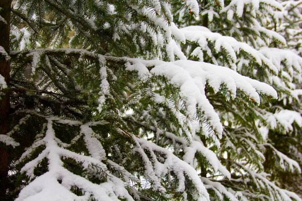 Ein Weicher Fokus Einer Schneebedeckten Fichte Vor Verschwommenem Hintergrund Winter — Stockfoto