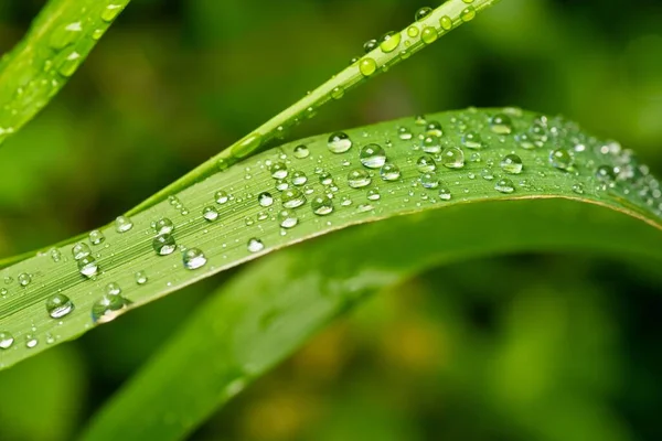 背景に緑と上に露と緑の植物の選択的フォーカスショット — ストック写真