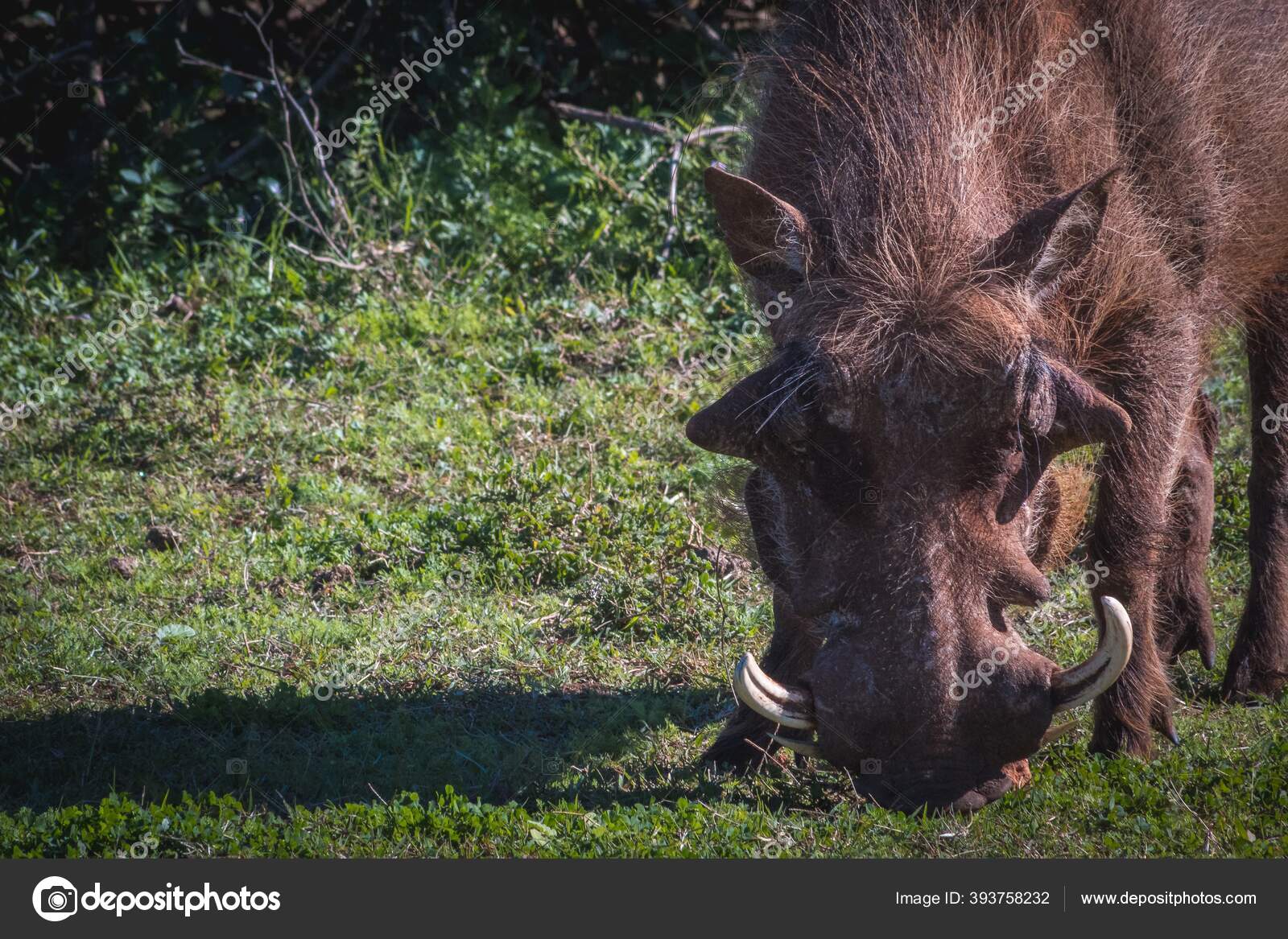 Warthog eating Stock Photos, Royalty Free Warthog eating Images |  Depositphotos