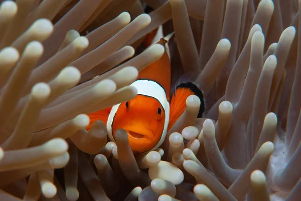 Ένα Όμορφο Πορτρέτο Ενός Ζωντανού Clownfish Κρυφοκοιτάζοντας Μέσα Από Μακρύ — Φωτογραφία Αρχείου