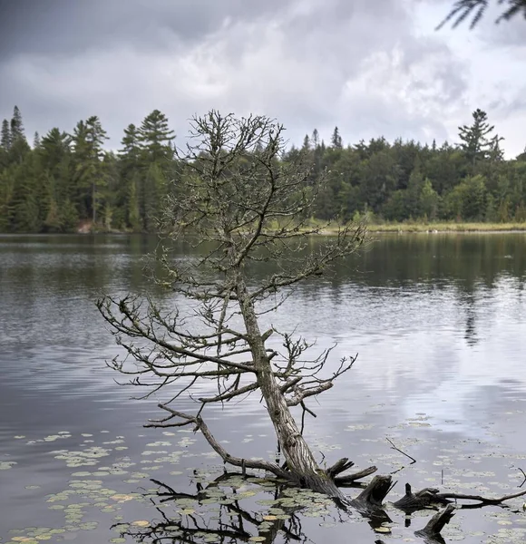 Magnifique Plan Lac Réfléchissant Entouré Arbres Verts Canada — Photo