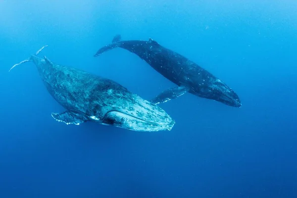 Schöne Aufnahme Zweier Buckelwale Tief Unter Wasser — Stockfoto