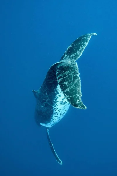 Pasifik Okyanusunda Yüzen Bir Kambur Balinanın Yakın Çekimi — Stok fotoğraf
