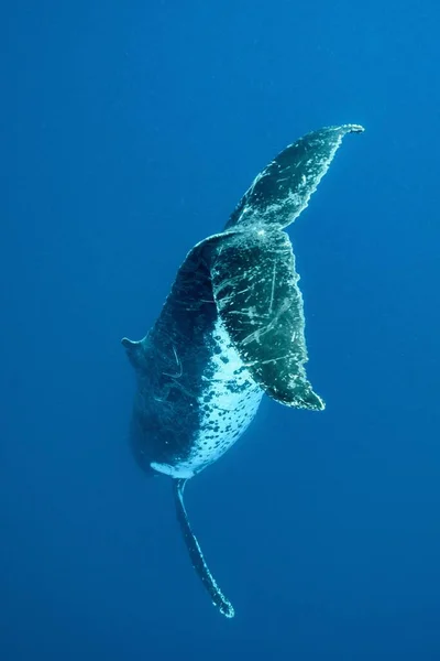 Närbild Knölval Som Simmar Stilla Havet — Stockfoto