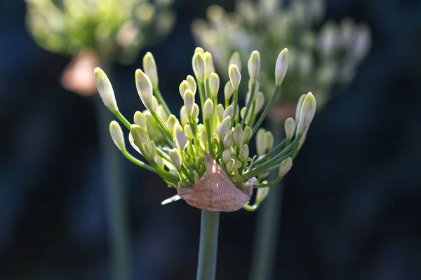 Primer Plano Una Hermosa Flor Bajo Luz Del Sol —  Fotos de Stock