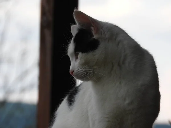 Cute Black White Cat Green Eyes — Stock Photo, Image