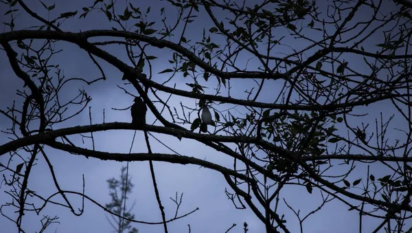 Een Natuurlijke Scene Van Boom Takken Vogel Silhouet Achtergrond Van — Stockfoto