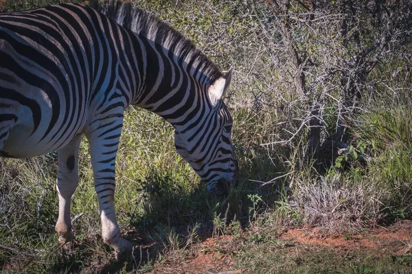 Gros Plan Zèbre Afrique Sud Par Une Journée Ensoleillée — Photo