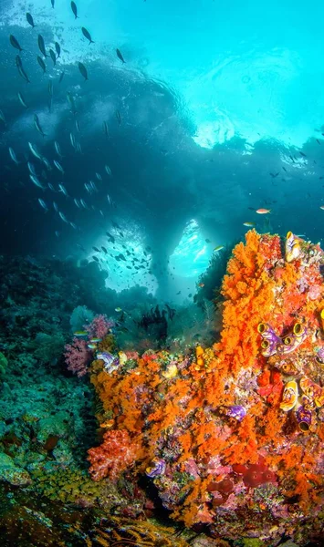 Pionowe Ujęcie Pięknej Podwodnej Scenerii Pobliżu Kolorowych Raf Koralowych Idealne — Zdjęcie stockowe