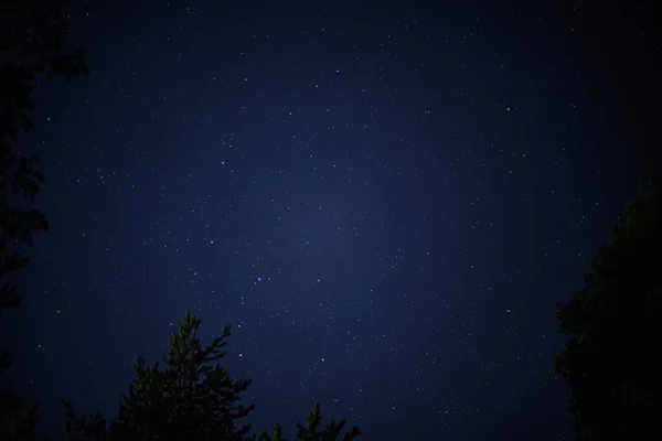Голубое Звездное Ночное Небо Силуэтом Ветвей Деревьев Листьев — стоковое фото