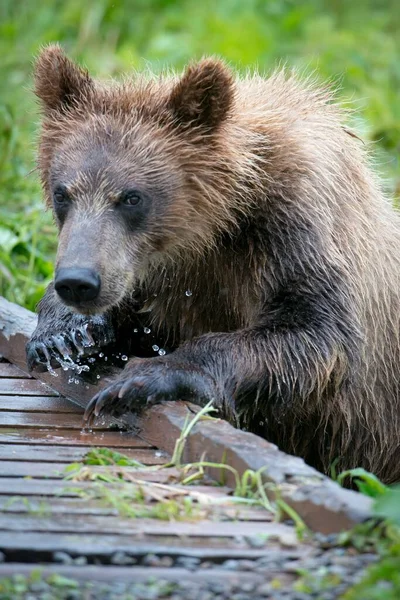 Piękny Pionowy Obraz Mokrego Brunatnego Niedźwiedzia — Zdjęcie stockowe