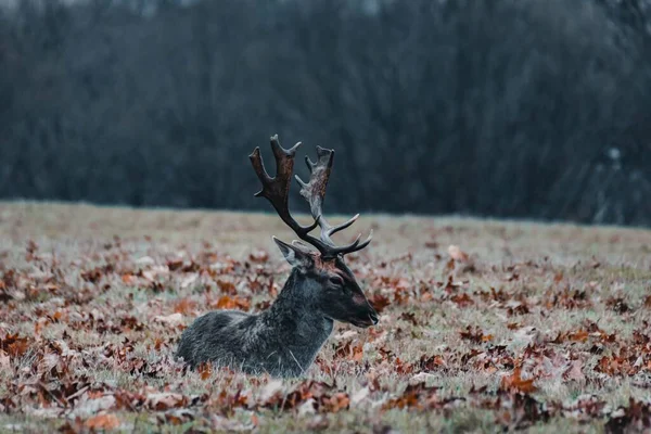 一只白尾鹿在森林里拍了一张令人难以置信的照片 — 图库照片