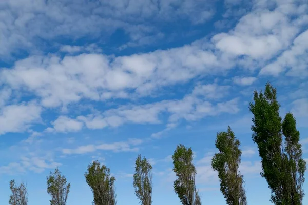 Tiro Ângulo Baixo Árvores Verdes Sob Céu Azul Nuvens Brancas — Fotografia de Stock