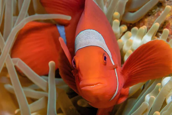 A front view closeup of a vibrant clown fish surrounded by brown anemone