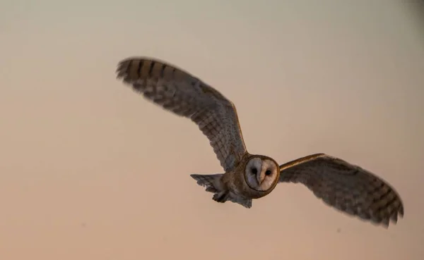 Closeup Shot Great Grey Owl Flight Utah Usa — Stock Photo, Image