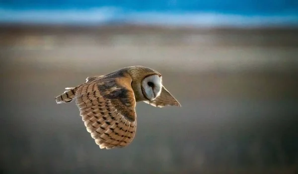 Closeup Shot Great Grey Owl Flight Utah Usa — Stock Photo, Image
