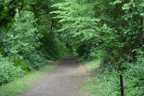 Beau Plan Sentier Dans Les Jardins Henry Sidamer Gerberoy Village — Photo