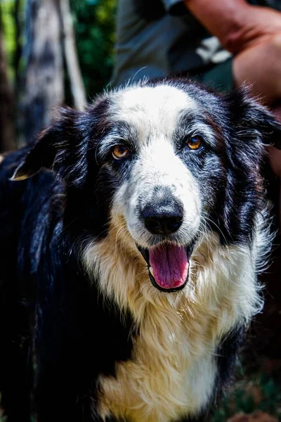 Μια Κάθετη Ρηχή Λήψη Κοντινής Εστίασης Ενός Σκύλου Border Collie — Φωτογραφία Αρχείου