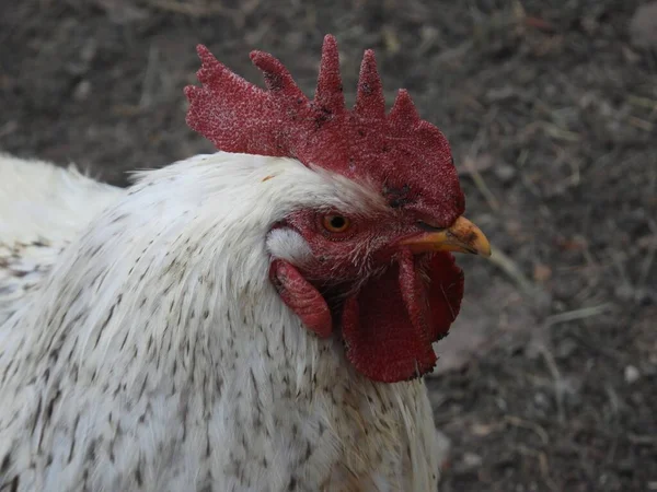 Gros Plan Une Bite Blanche Dans Ferme — Photo