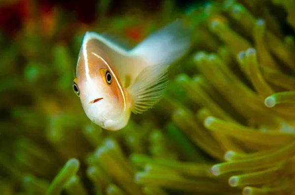 Closeup Shot Beautiful Clownfish Green Sea Anemone — Stock Photo, Image