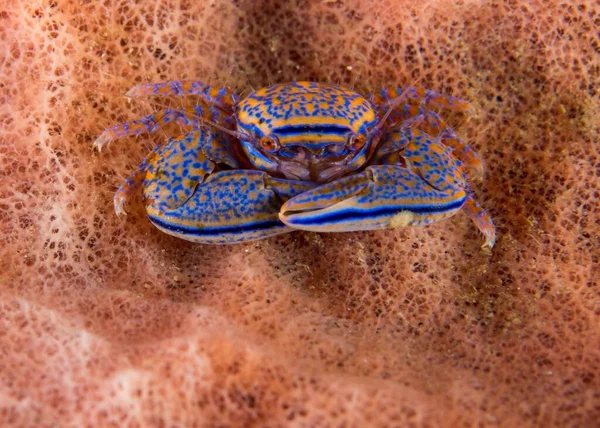 Niesamowity Makro Obraz Kraba Pod Morzem — Zdjęcie stockowe