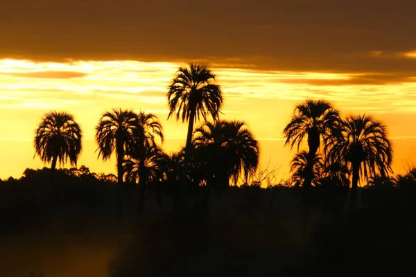 Les Silhouettes Des Palmiers Contre Ciel Nuageux Coucher Soleil — Photo