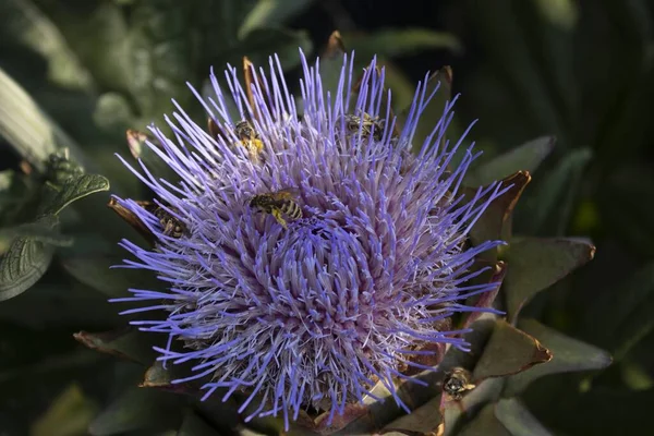 Primer Plano Una Flor Alcachofa Con Insecto Avispa —  Fotos de Stock