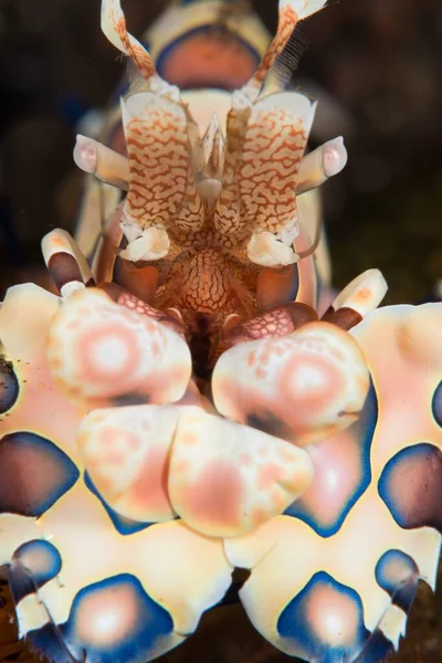 Amazing Macro Shot Harlequin Shrimp — Stock Photo, Image